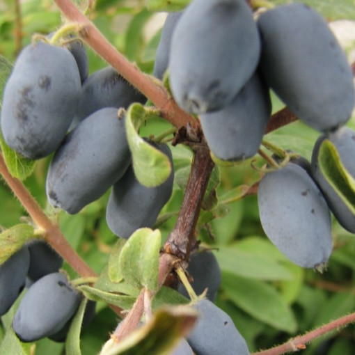 Honeyberry / Haskap ‘Sinoglaska' P9/C1