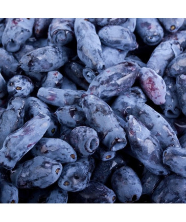 Kamchatka Berry KAMCZADAŁKA  P9/C1