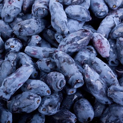 Kamchatka Berry KAMCZADAŁKA  P9/C1