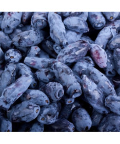 Kamchatka Berry KAMCZADAŁKA  P9/C1