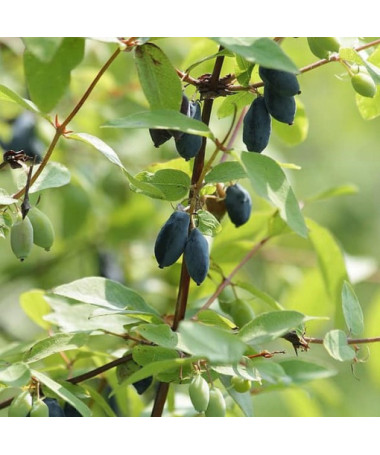 Haskap Berry DUET  P9/C1