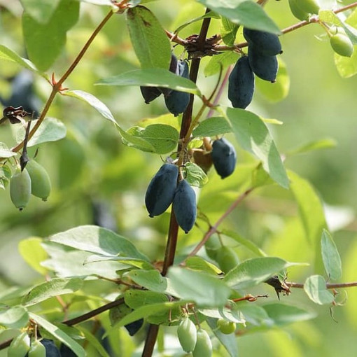 Haskap Berry DUET  P9/C1