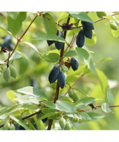 Haskap Berry DUET  P9/C1