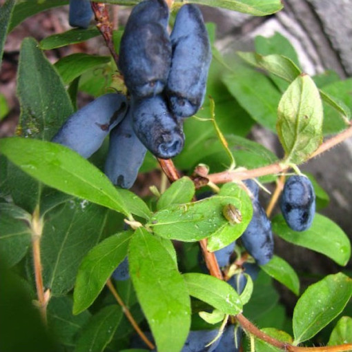Honeyberry / Haskap ‘Czelabinka' 2L
