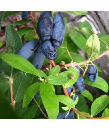 Honeyberry / Haskap ‘Czelabinka' P9/C1