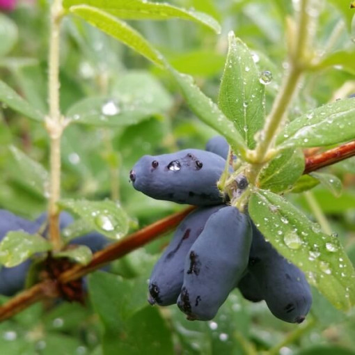 Haskap Berry ‘Black'  P9/C1