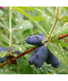 Haskap Berry ‘Black'  P9/C1