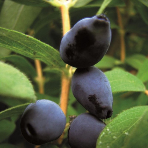 Haskap Berry ‘Black'  P9/C1