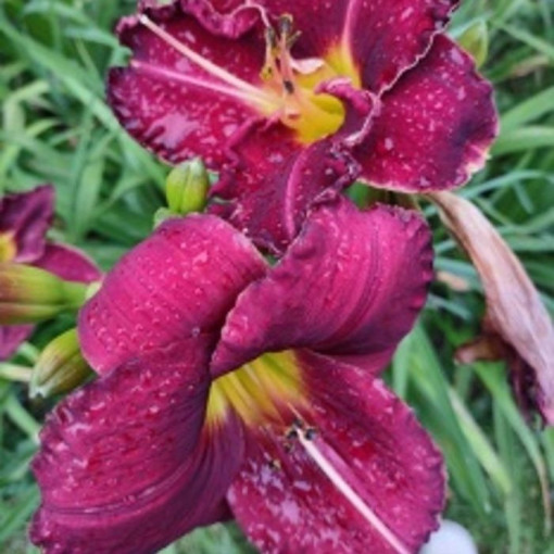Daylily Dark Passion 2L