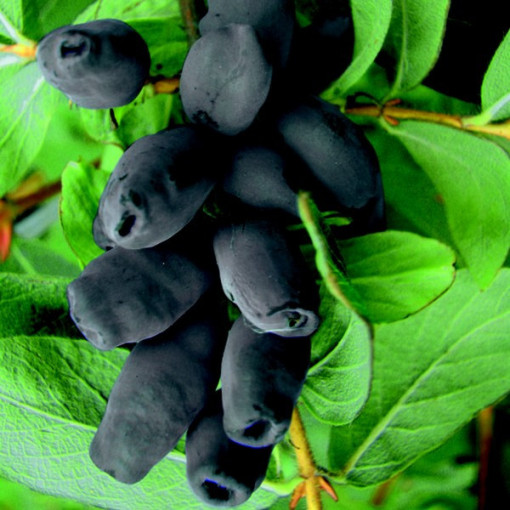 Honeyberry / Haskap ‘Brazowa' 2L