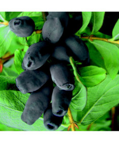 Honeyberry / Haskap ‘Brazowa' 2L