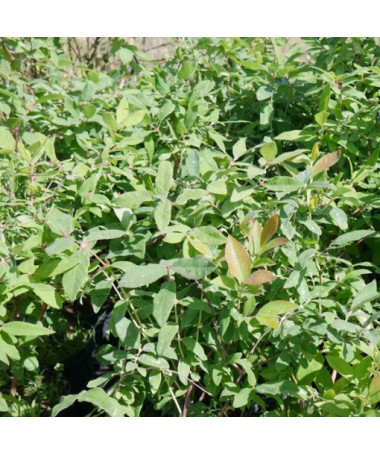 Honeyberry / Haskap ‘Brazowa' 2L