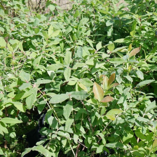 Haskap Berry Brown P9/C1