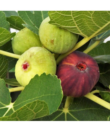 Common Fig ‘Brown Turkey' 4L