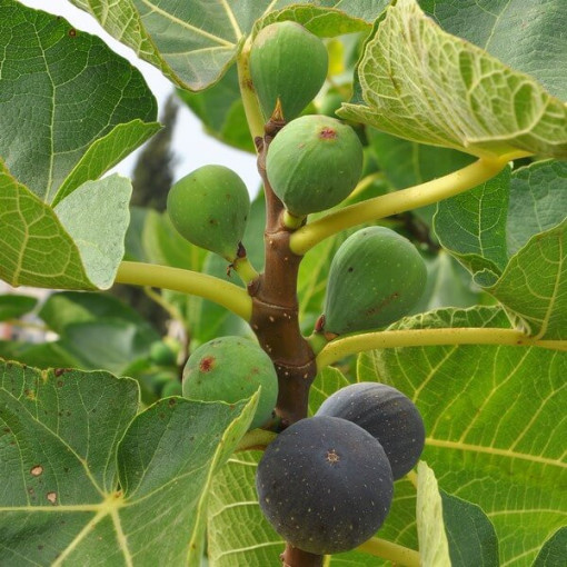 Common Fig 'Brown Turkey' P9/C1