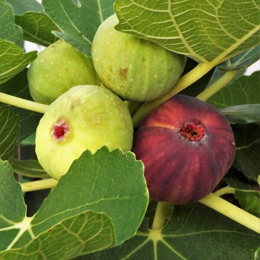 Common Fig 'Brown Turkey' P9/C1