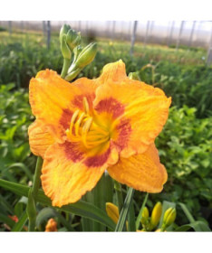 Daylily "Orange Sensation" 2L