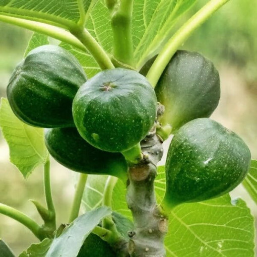 Common Fig 'Brown Turkey' P9/C1