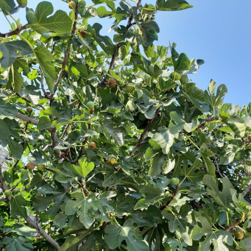 Common Fig 'Brown Turkey' P9/C1