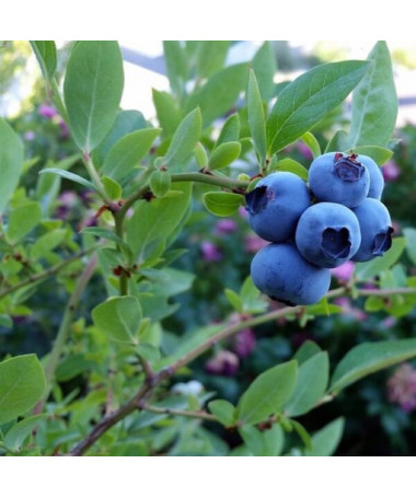 Highbush Blueberry Toro P9/C1