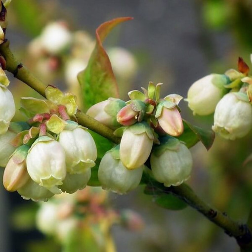 Highbush Blueberry ‘Spartan' P9/C1