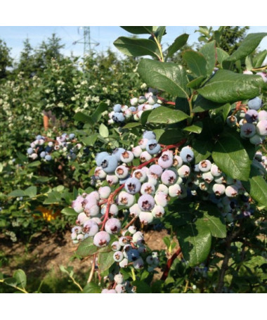 Highbush Blueberry ‘Rubel' P9/C1