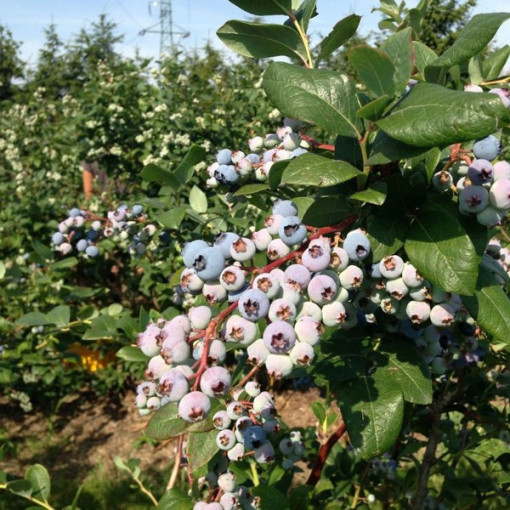 Highbush Blueberry ‘Rubel' P9/C1