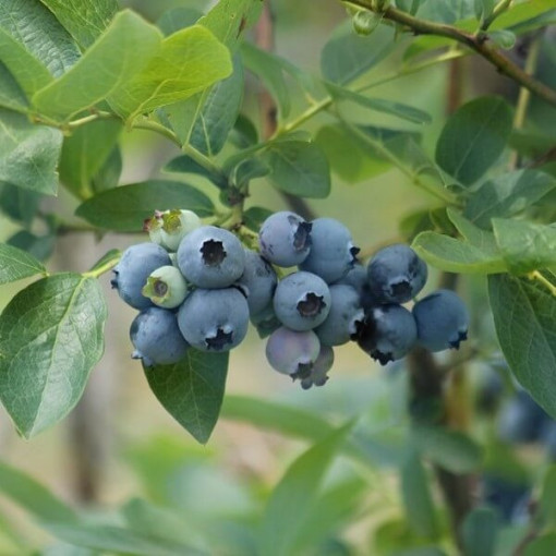 Highbush Blueberry ‘Patriot' 2L