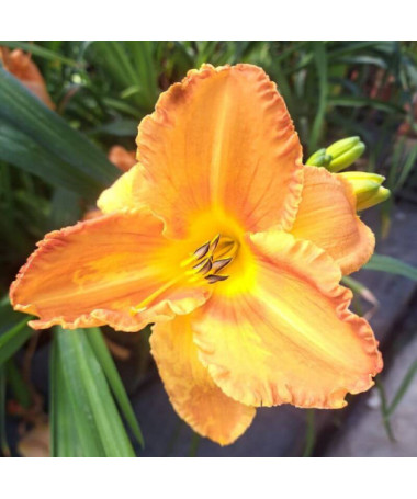 Daylily "Orange Sensation" 2L