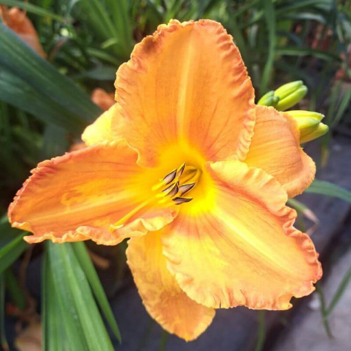 Daylily "Orange Sensation" 2L