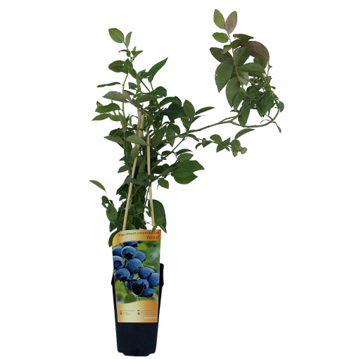 Highbush Blueberry ‘Patriot' 2L