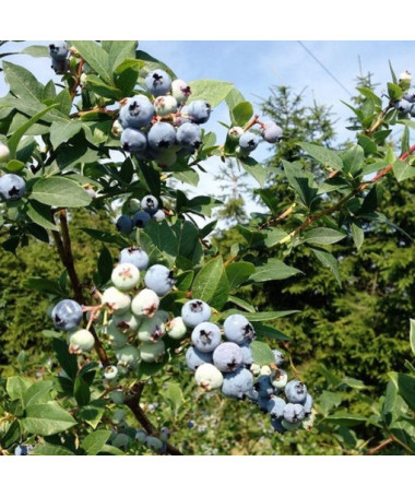 Highbush Blueberry Patriot P9/C1