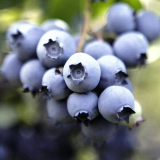 Highbush Blueberry Nelson P9/C1