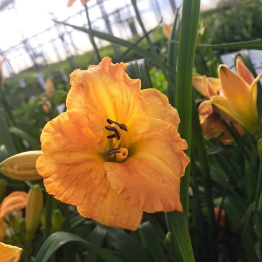 Daylily "Orange Sensation" 2L
