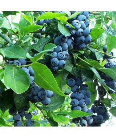 Highbush Blueberry ‘Earliblue' P9/C1