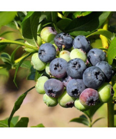 Highbush Blueberry ‘Duke' (Frost Hardy) 2L