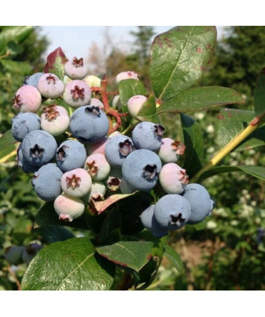 Highbush Blueberry 'Duke' FROST-RESISTANT P9/C1