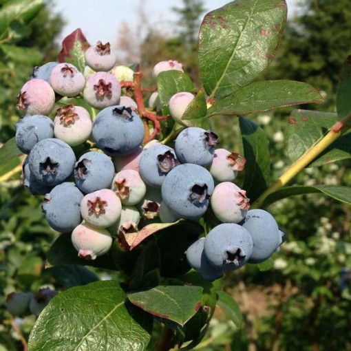 Highbush Blueberry 'Duke' FROST-RESISTANT P9/C1