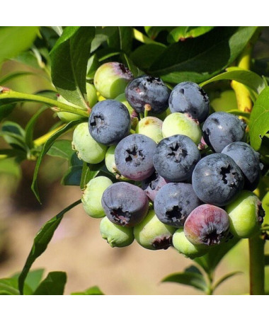 Highbush Blueberry 'Duke' FROST-RESISTANT P9/C1