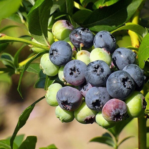 Highbush Blueberry 'Duke' FROST-RESISTANT P9/C1