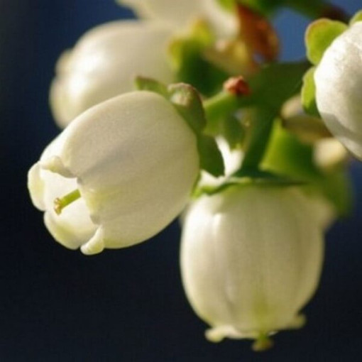 Highbush Blueberry 'Duke' FROST-RESISTANT P9/C1