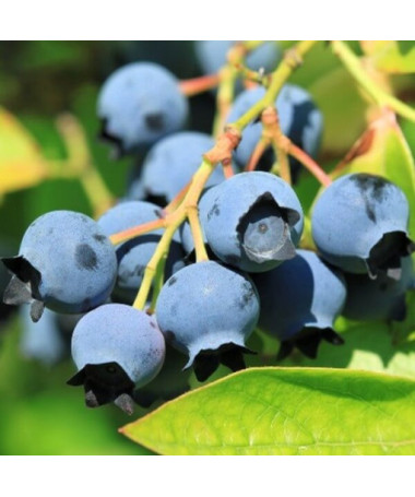 Highbush Blueberry 'Darrow' P9/C1