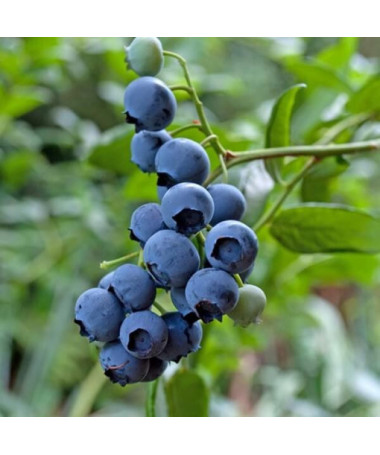 Highbush Blueberry 'Darrow' P9/C1