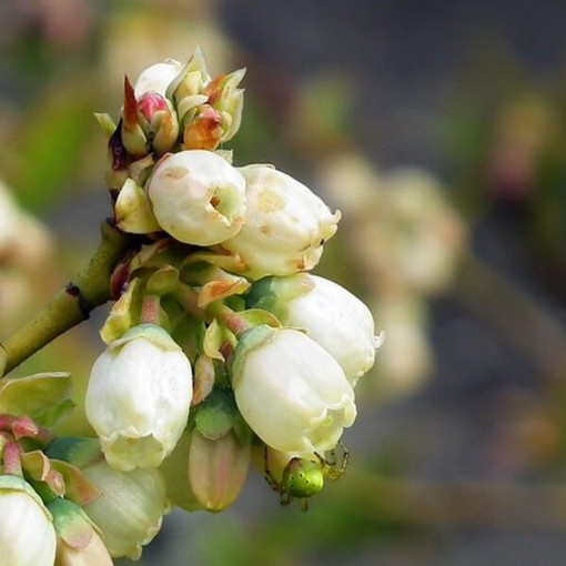 Highbush Blueberry 'Darrow' P9/C1