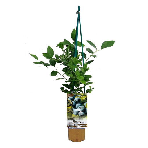 Highbush Blueberry 'Darrow' P9/C1