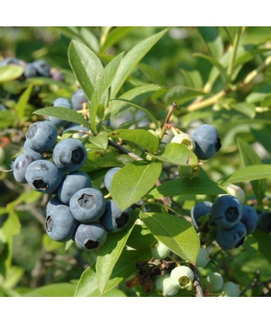 Highbush Blueberry 'Chanticleer' P9/C1