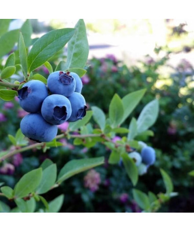 Highbush Blueberry ‘Chandler' 2L