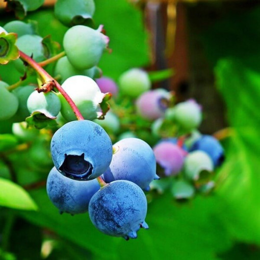 Highbush Blueberry ‘Chandler' 2L