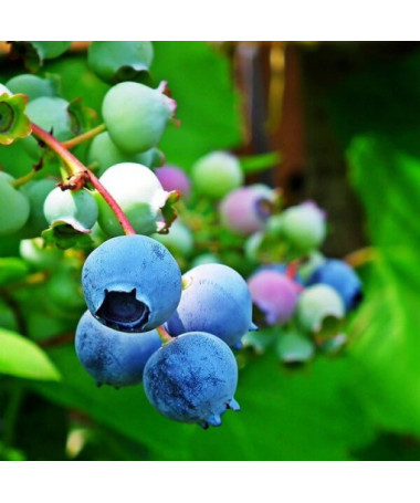 Highbush Blueberry 'Chandler' P9/C1
