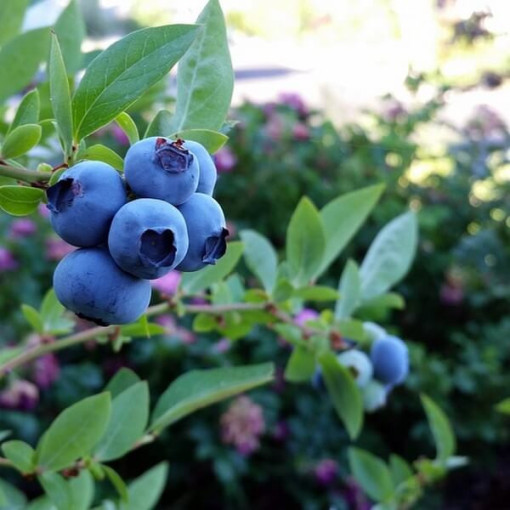 Highbush Blueberry 'Chandler' P9/C1